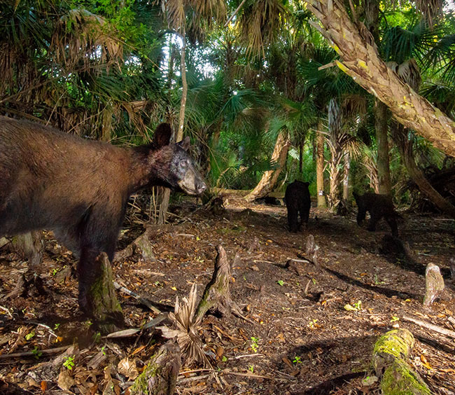 Discover the Biodiversity of Florida's Ecosystem at the Gore Nature Education Center | Cypress Cove Landkeepers