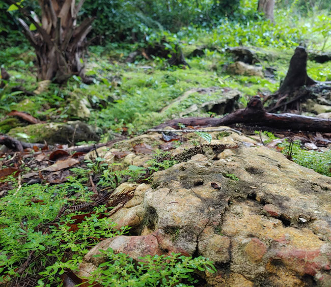 Discover the Geology of Florida's Ecosystem at the Gore Nature Education Center | Cypress Cove Landkeepers