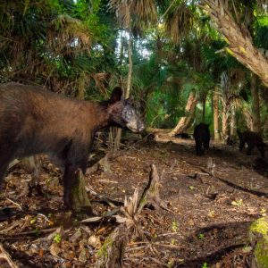 Florida Brown Bear: Preserving Critical Habitats Photo Gallery | Cypress Cove Landkeepers